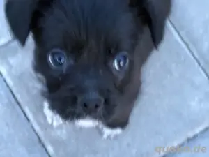 französische Bulldogge bichon mischling 4 monate weibchen 