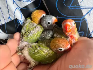 Handzahme Papageien