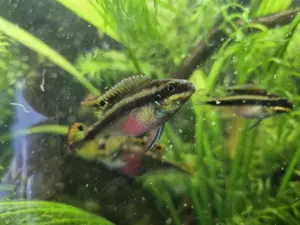 Purpurprachtbuntbarsche Jungtiere 