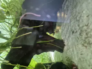 Albino Panzerwelse Jungtiere