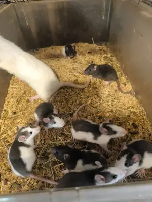 ratten Jungtiere abzugeben 
