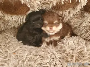 Süße kleine Pom Welpen 