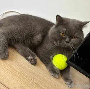 Simba sucht ein neues Königreich