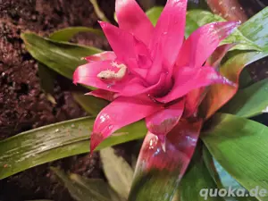 Lepidodactylus Lugubris - Jungferngecko