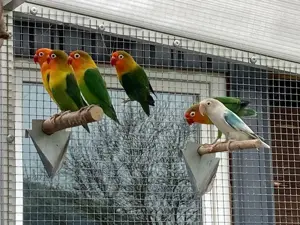 Hobbyaufgabe!!! Wellensittiche   Agaporniden (Unzertrennliche)