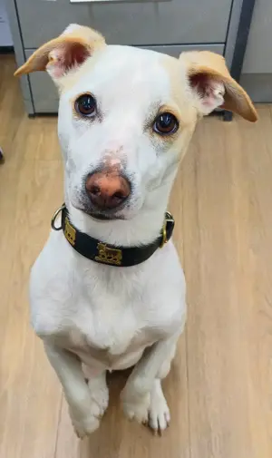 Manolo der übersüße lustige Dackelterriermix sucht seine Menschen   82284