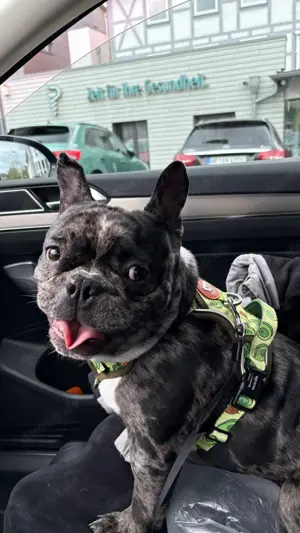 Französische Bulldogge   10 Monate alt   sucht liebevolles Zuhause