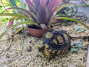 Verkaufe Pantherschildkröten   Pardalis Babcocki
