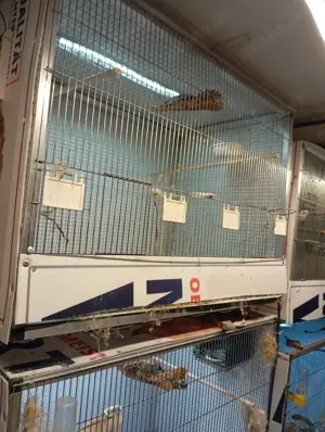 Vogelvoliere, zuchtbox  Bild 5