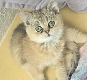 golden tabby bkh Weibchen 