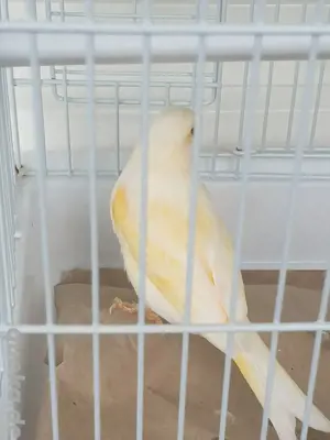 Kanarienvogel Kanarienhahn männlich aus Wohnungshaltung weiß gelb