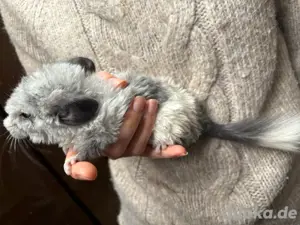 Chinchilla
