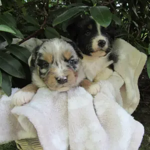 Mini Aussie Welpen Miniatur Australian Shepherd Welpen Welpe