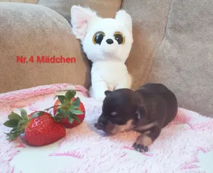 Chihuahua Welpin abzugeben