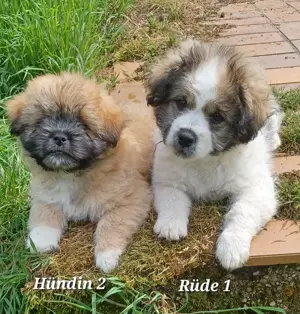 Shih Tzu x Spitz Mischlings Welpen