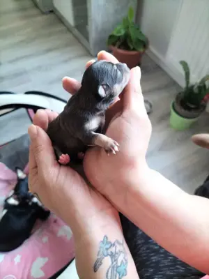 Chihuahua Welpin abzugeben Bild 2
