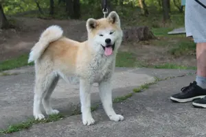 Akita inu FCI ahnentafel 