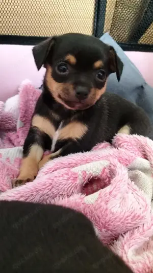 Chihuahua Welpin abzugeben Bild 4