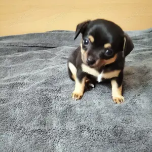 Chihuahua Welpin abzugeben Bild 3
