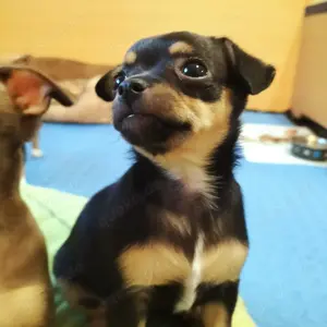 Chihuahua Welpin abzugeben Bild 5