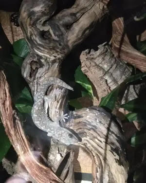 Oedura monilis 1,1 australische Samtgeckos Bild 2