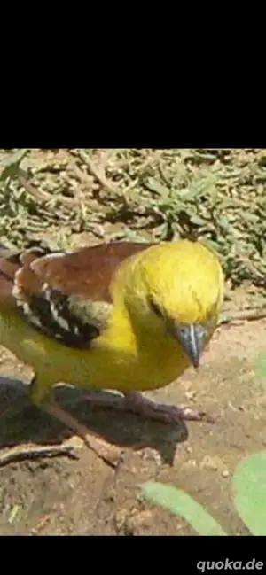 Goldsperling