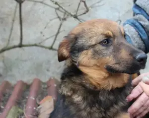 Süße Jana sucht ihr Für-Immer-Zuhause