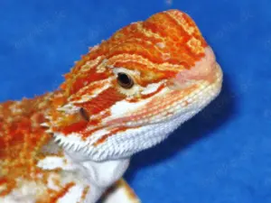 Farb-Bartagame 3 Monate gelb-orange