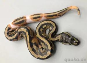 Königspython 0.1 Leopard Piebald ENZ 4 2025