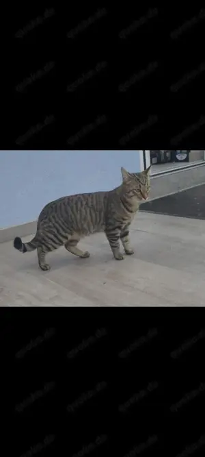 Kater ägyptische Mau 