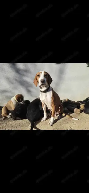 Kroatischer Jagdhund Hündin 2J 50cm 20kg Kinderlieb BUNDESWEITE Ausreise nach Adoption Bild 6