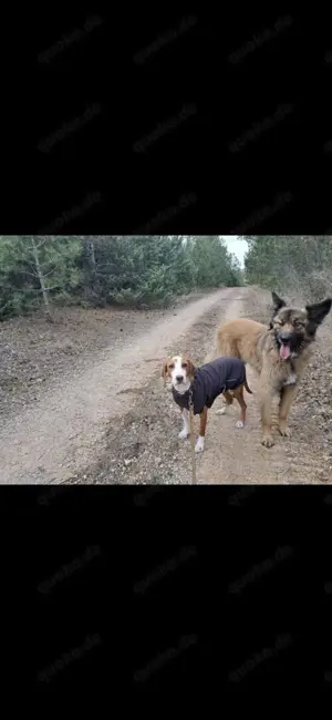 Kroatischer Jagdhund Hündin 2J 50cm 20kg Kinderlieb BUNDESWEITE Ausreise nach Adoption Bild 10