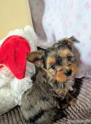 Yorkshire Terrier Welpen 
