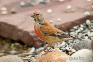 Suche Bluthänfling Hahn und Stieglitz