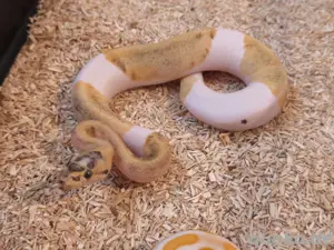 Königspython Enchi Vanilla Mojave Piebald Weibchen 