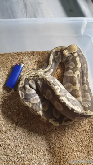 Königspython Pastel GHI Mojave Hypo Männchen 
