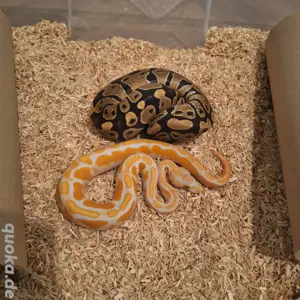 Königspython Lavender het. Pied Männchen 