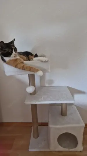 Morgana sucht ein neues Zuhause 