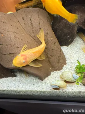 Antennenwelse Gold schwarze Augen