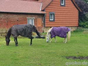 Suche Pflegebeteiligung (Pferd sucht) Bild 3