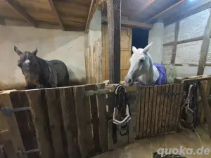 Suche Pflegebeteiligung (Pferd sucht) Bild 2