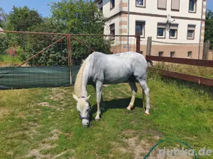 Suche Pflegebeteiligung (Pferd sucht) Bild 5