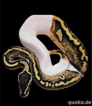 Königspython zu verkaufen  Bild 3
