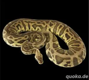 Königspython zu verkaufen  Bild 2