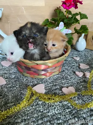 BKH Kitten aus dem Emsland 