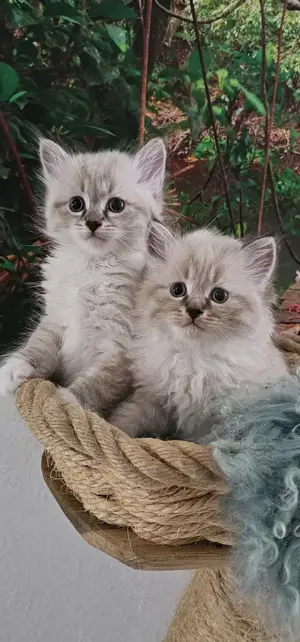 Neva Masquarade &Sibirische Katze mit Stammbaum  Bild 5