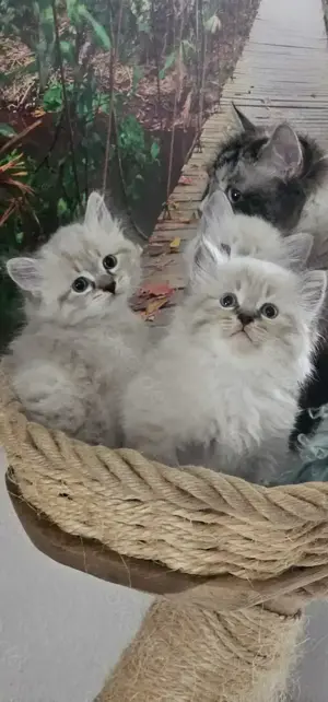 Neva Masquarade &Sibirische Katze mit Stammbaum  Bild 10