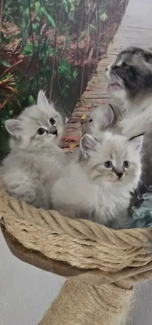 Neva Masquarade &Sibirische Katze mit Stammbaum  Bild 7