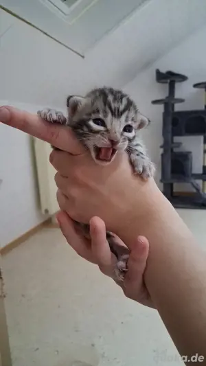 Bengalkitten (ab 01.07.2025 abgabebereit)