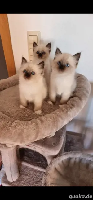 Heilige Birma Deckkater Bild 7